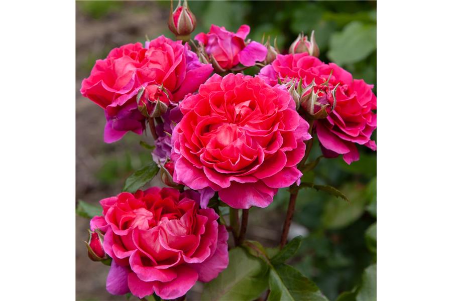 FLORIBUNDA